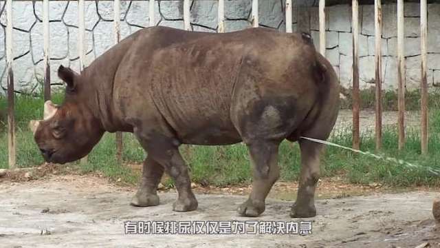 犀牛屙屎抽水 犀牛变成吸粪车的故事视频